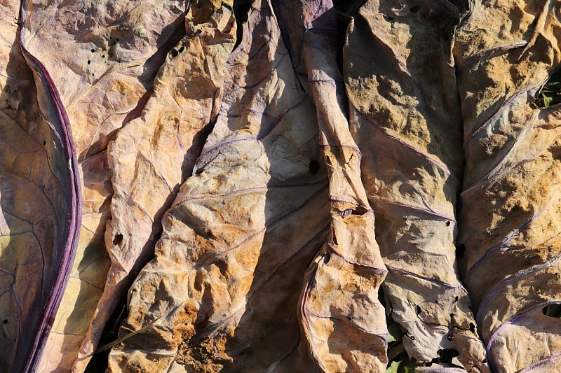 Yellowed leaves in autumn. Abstract nature backgro