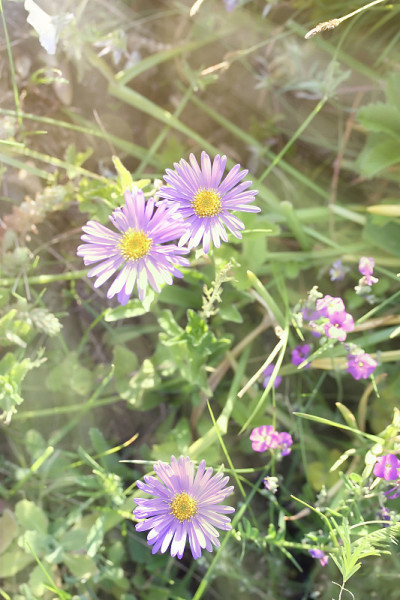 Aster alpinus
