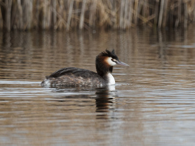 一种巨大的冠状体(cristatus Podiceps)