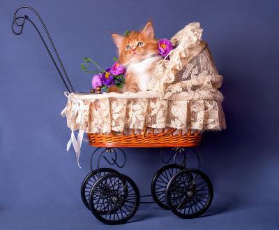 一只红白相间的缅因猫坐在婴儿车里。