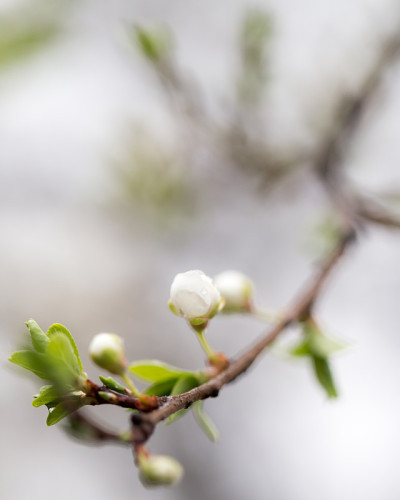 梅花上的花
