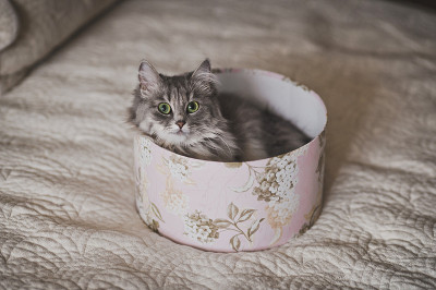 猫抓箱子的游戏。