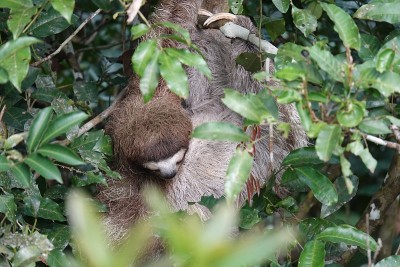 Brown-throated懒惰