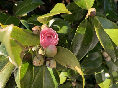 山茶花花