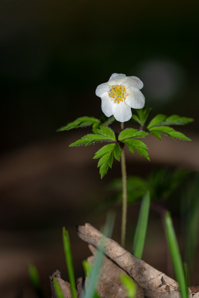 银莲花或风花-银莲花