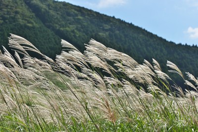 日本潘帕斯草的穗子