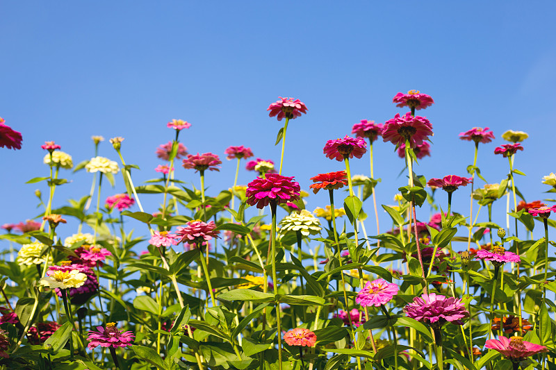 花园里美丽的百日菊。