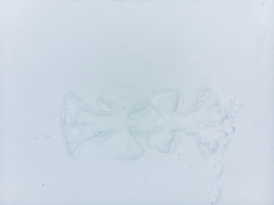 雪地上的雪天使形状
