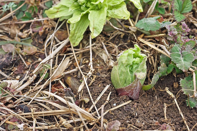 Petasites japonicus