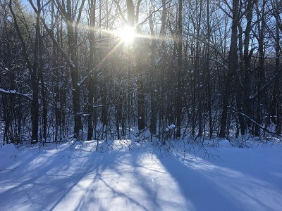 明亮的阳光，树木和雪