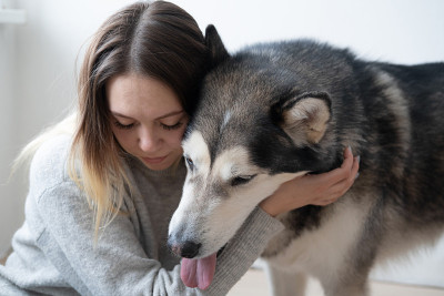 白种人有吸引力的女人面对阿拉斯加雪橇犬。拥抱
