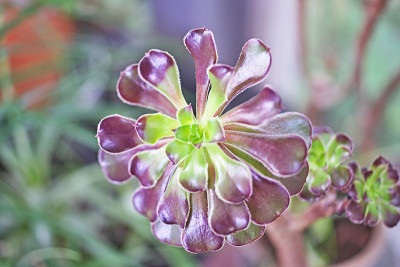 Aeonium