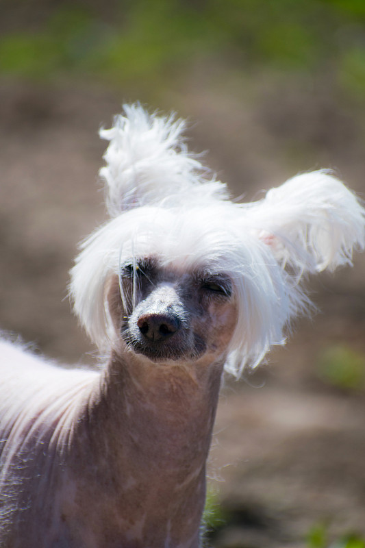 中国冠毛犬，美丽的中国冠毛秃犬。狗的女士。