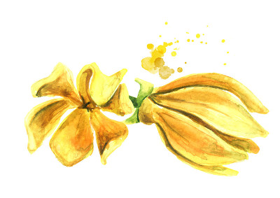 依兰树黄色花。衣兰odroata。水彩手绘插图孤立的白色背景