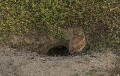 野生穴居猫头鹰在Cape Coral在墨西哥湾海岸美国佛罗里达州