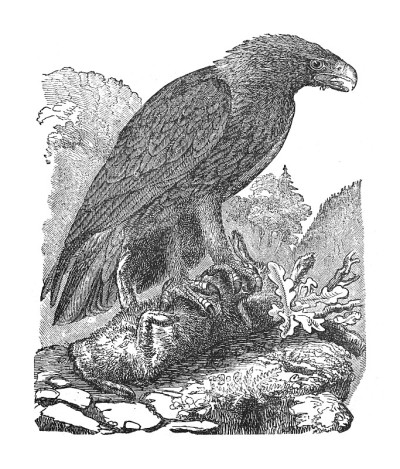 金鹰
(Aquila chrysaetos) -复古雕刻插图