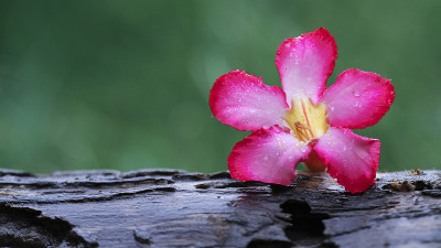 美花