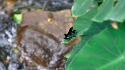 蜻蜓