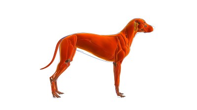 狗肌肉解剖医学概念3D