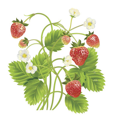 向量现实的草莓与树叶和花的插图。