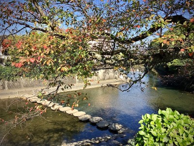 春江风光