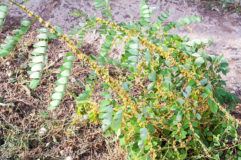 菟丝子(菟丝子属)是一种寄生植物