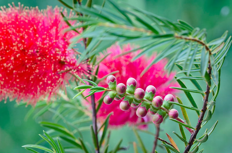 红千层，花蕾突出。