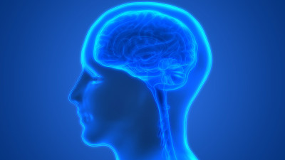 人类的大脑解剖