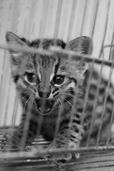 豹猫