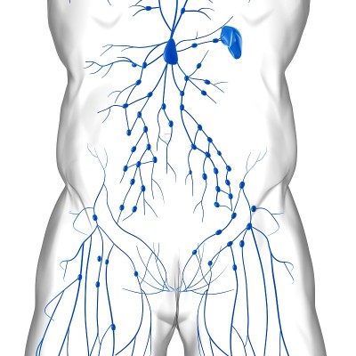 人体淋巴结解剖用于医学概念3D渲染