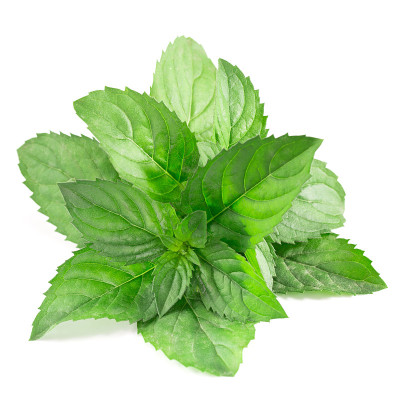 薄荷