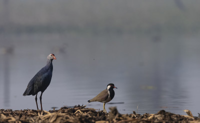灰色头发swamphen