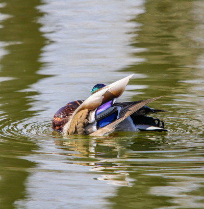 Rudy ducks (Oxyura jamaicensis)， with their blue b