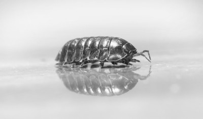 木虱