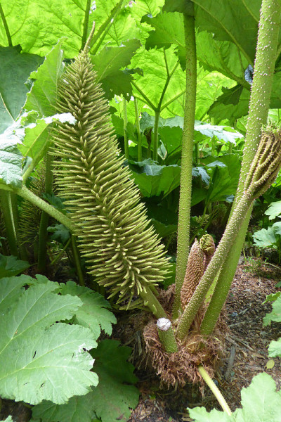 Gunnera manicata - Trebah花园-康沃尔，英格兰，英国