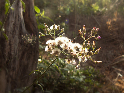 群花背景