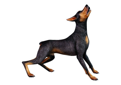 3D插图黑色杜宾狗在白色