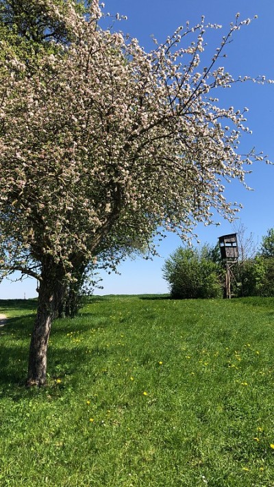 盛开的苹果树和绿色的草地在奥地利的春天景观