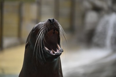 萨法里·德·保格雷