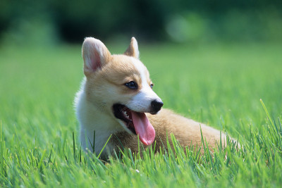 威尔士科基犬彭布罗克