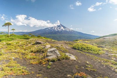 阿劳卡里亚斯和亚伊马火山，conguillío国家公园