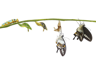 带状燕尾蝶(Papilio demolion)的孤立转化生命周期