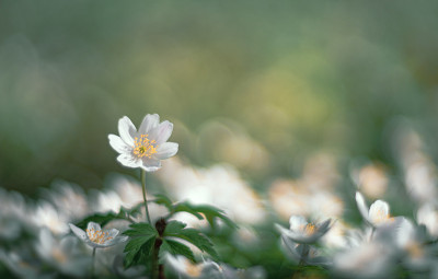 白花银莲花