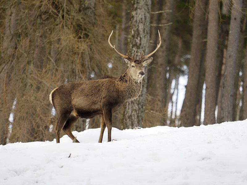 马鹿，Cervus elaphus