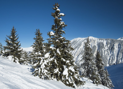 全景下的雪覆盖山谷在高山山脉与针叶松树