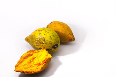 一组成熟的黄色蛋果或canistel(通常被称为纸杯蛋糕水果，Pouteria campechian