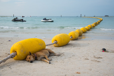 狗在海滩上睡觉