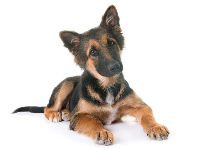 小狗的德国牧羊犬