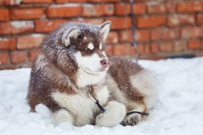 雪橇犬的狗