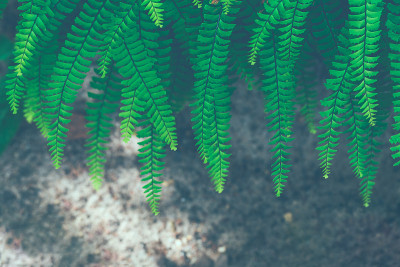 蕨类植物的叶子特写
